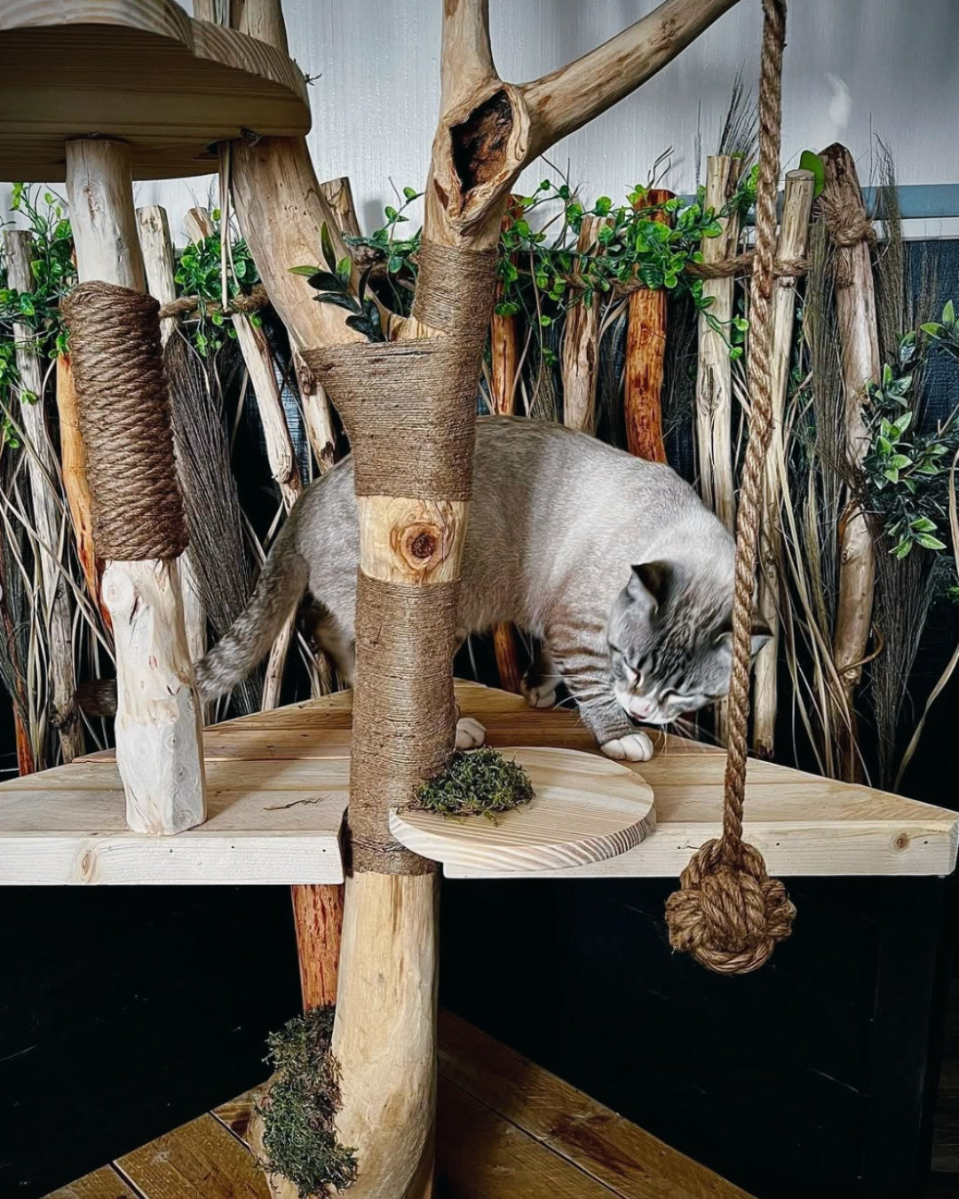 EL ÁRBOL ESPUMA