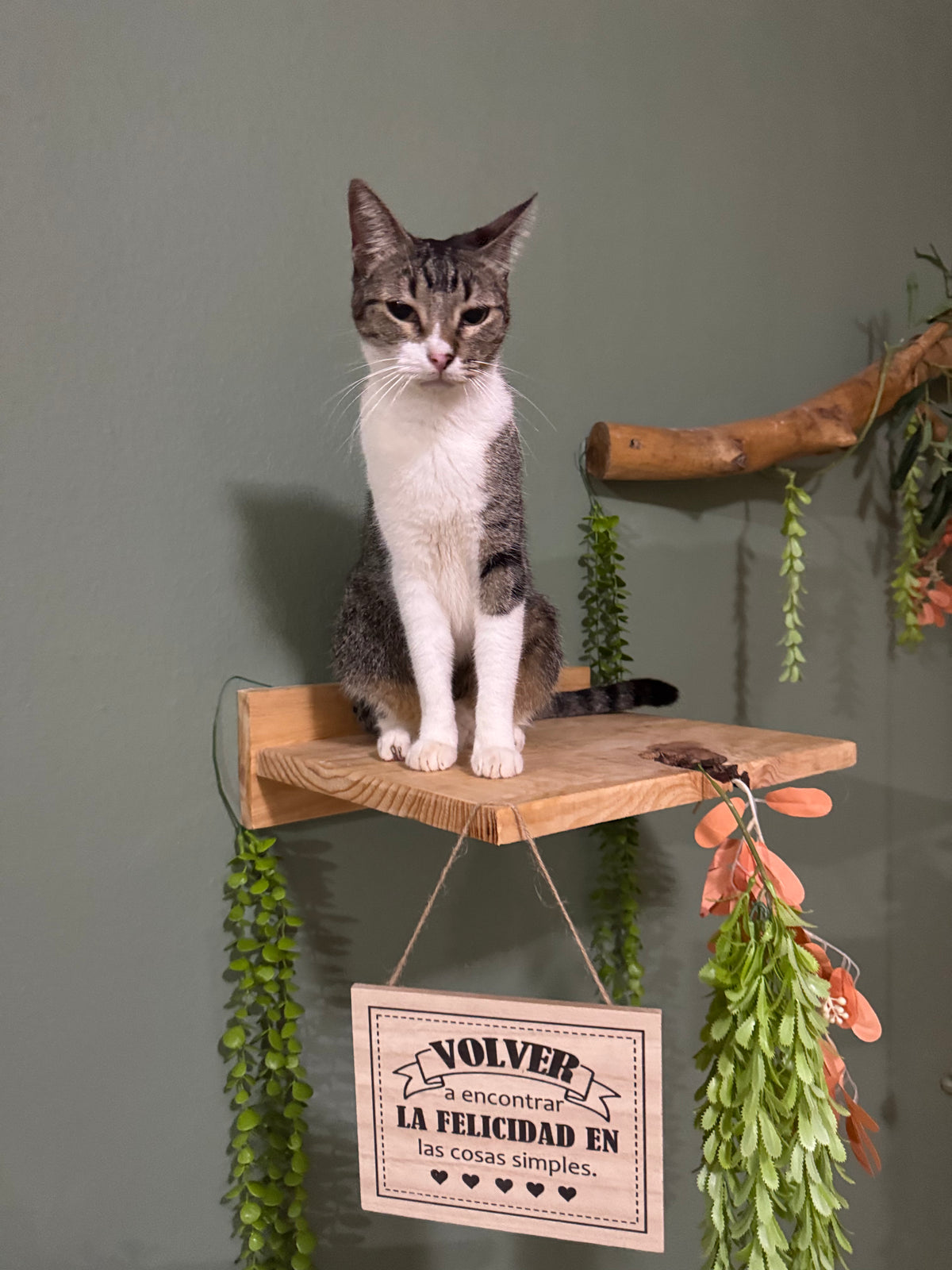 BALAM - Gimnasio mural modular para gatos