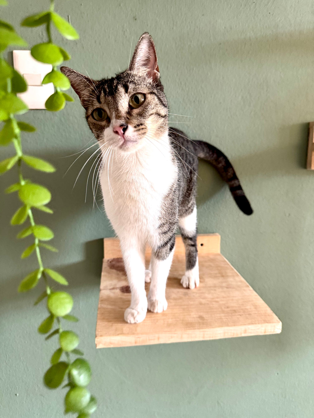 Mesas murales para gatos | HappySha