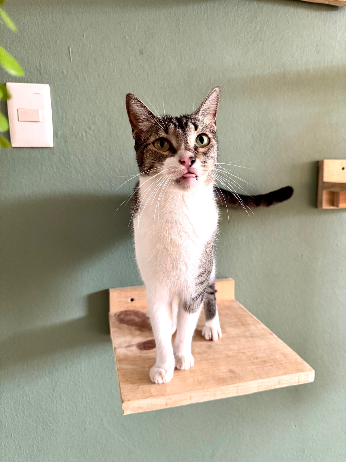 Mesas murales para gatos | HappySha