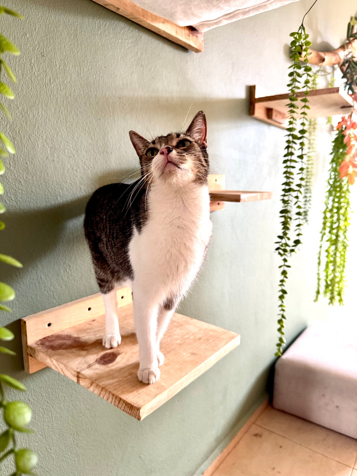Mesas murales para gatos | HappySha
