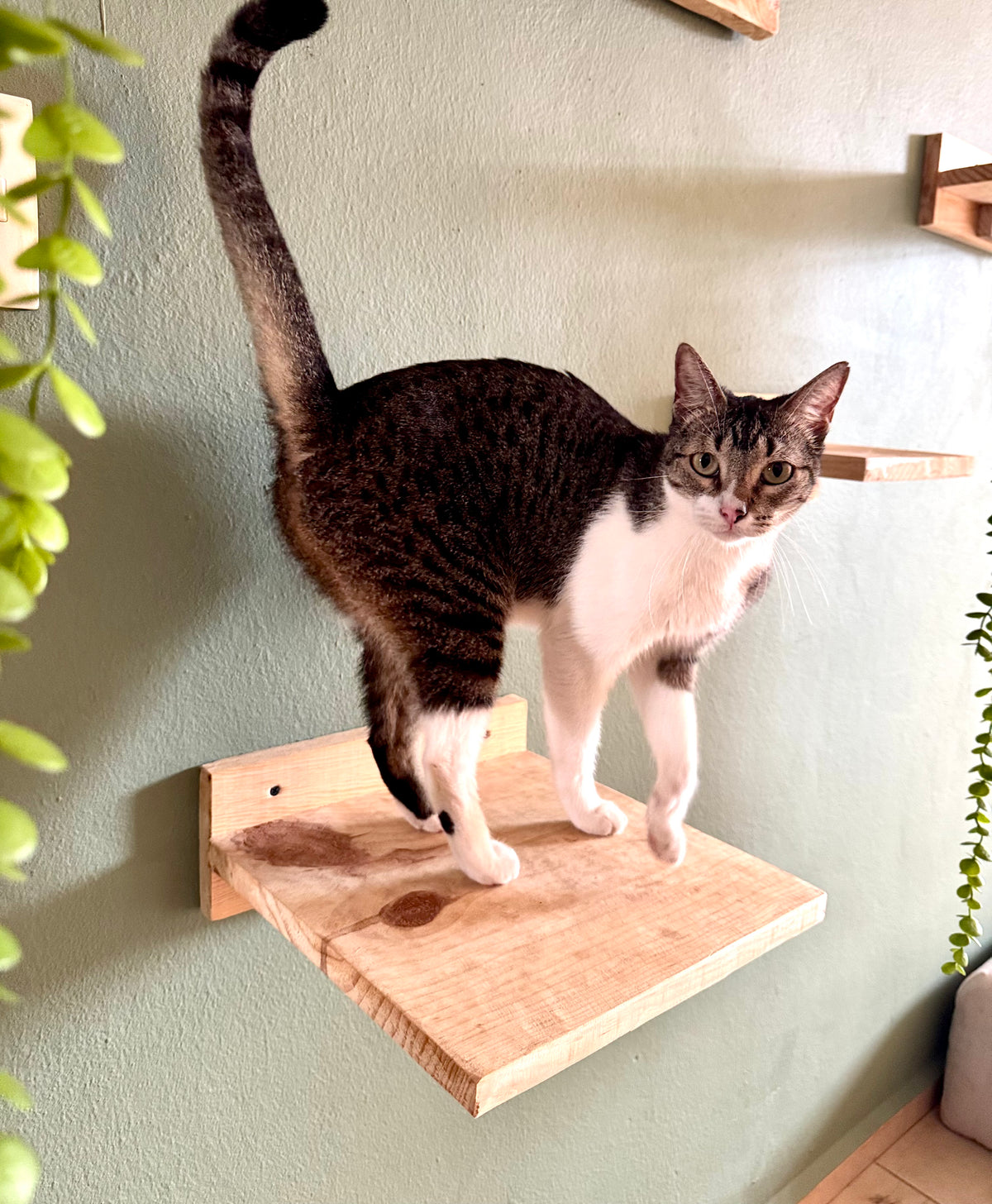 Mesas murales para gatos | HappySha