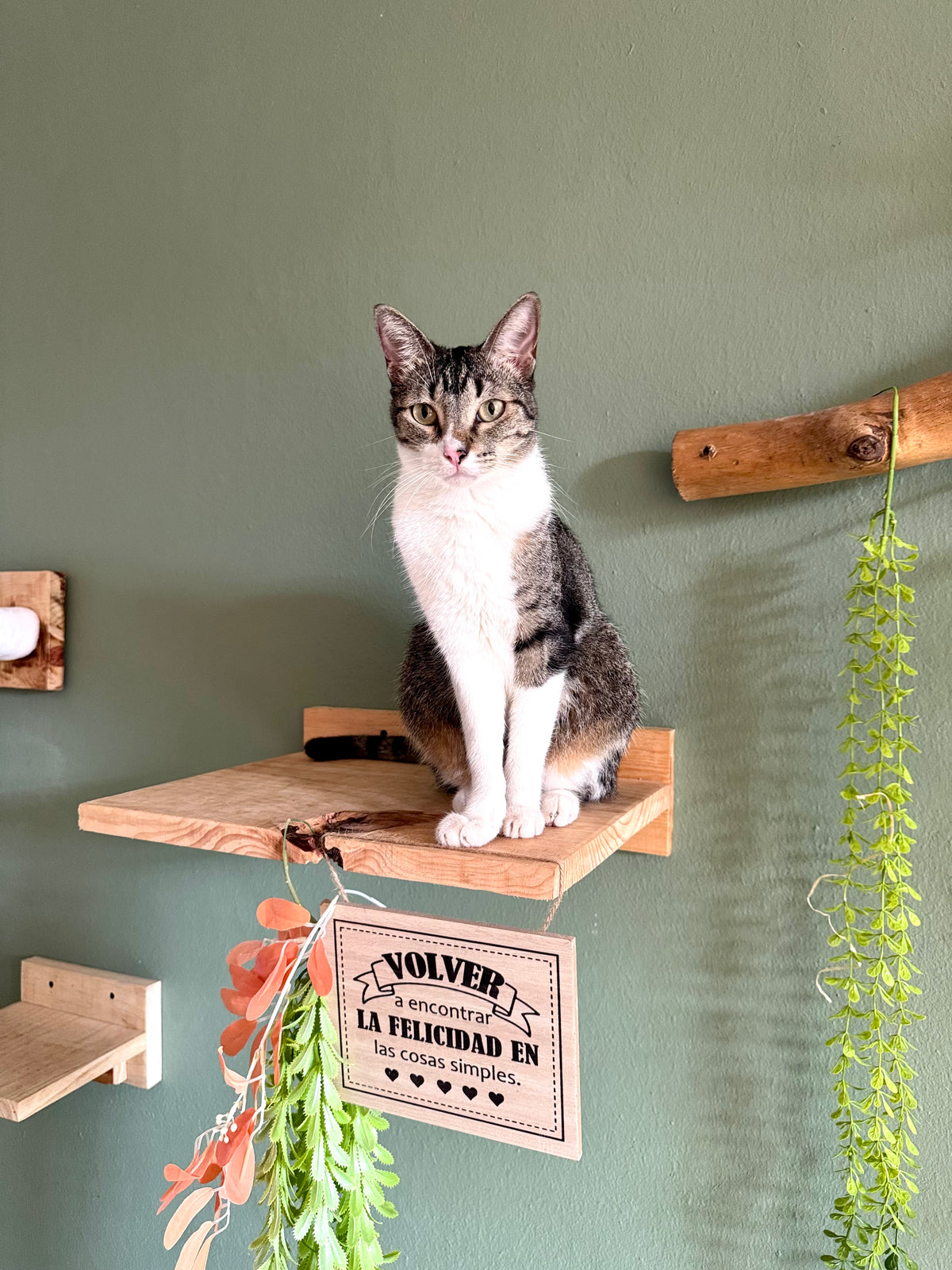 Mesas murales para gatos | HappySha