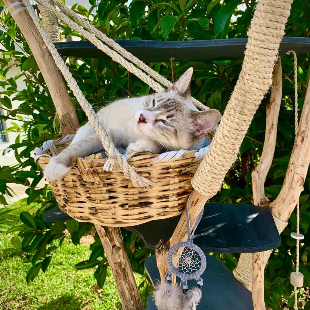 EL ÁRBOL MÚUYAL
